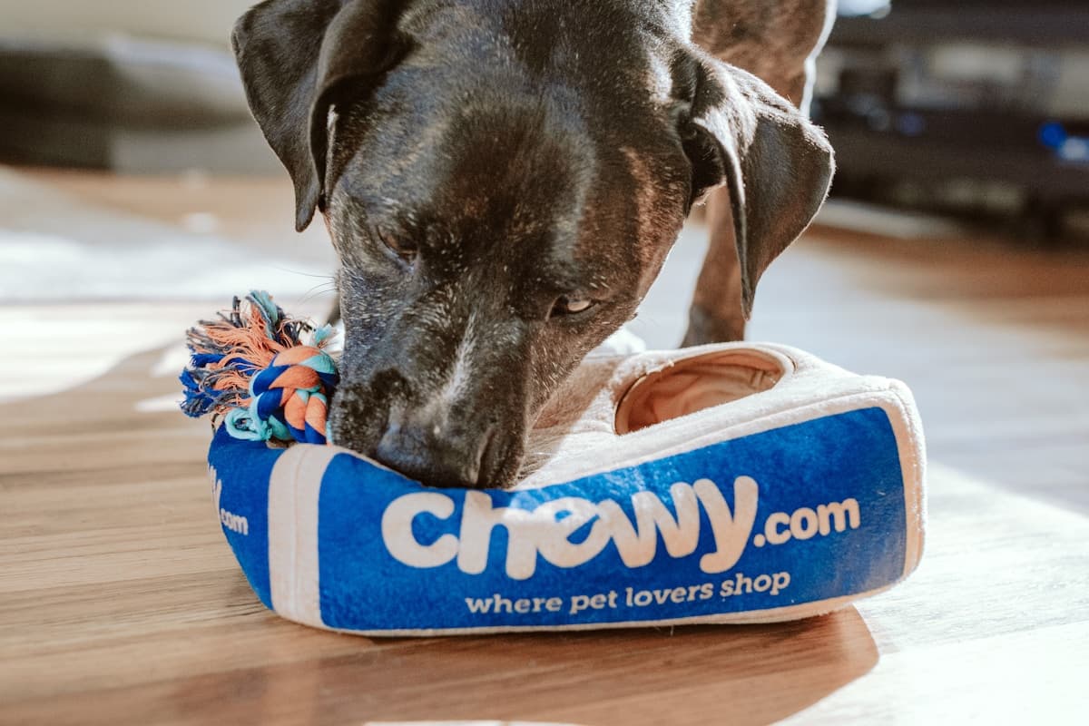 جانوروں کے لیے ہوٹل اور بورڈنگ ہاؤس